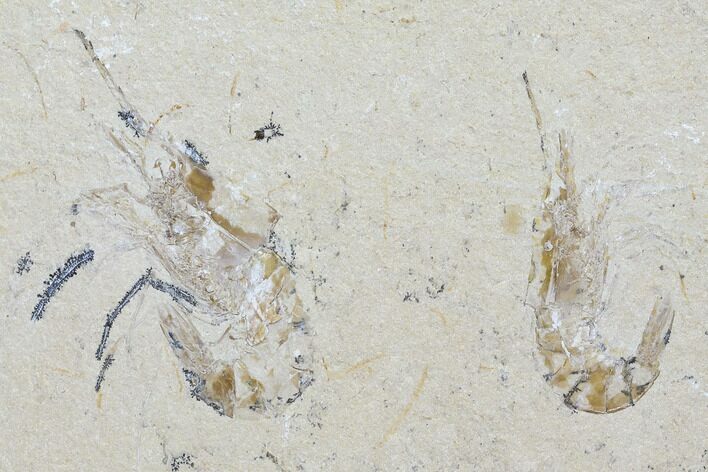 Two Cretaceous Fossil Shrimp Plate - Lebanon #107652